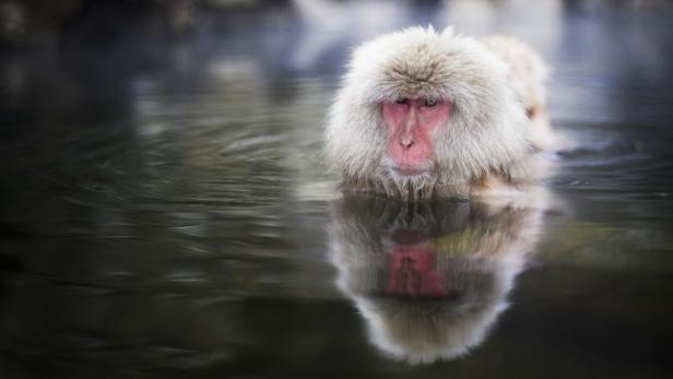 Ein Japanmakak badet in einem Onsen.