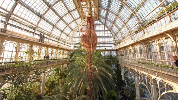Ein Mann beschneidet eine hohe Palme in einem großen Gewächshaus.