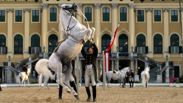 Ein Lipizzanerhengst steigt vor dem Schloss Schönbrunn in Wien.