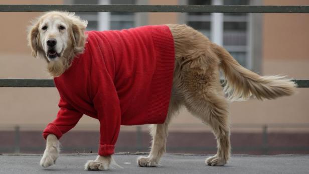 Ein Golden Retriever trägt einen roten Pullover.