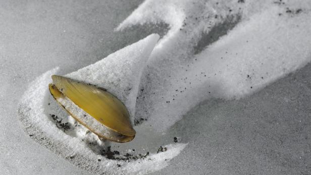 Eine geöffnete Muschel liegt im Sand.