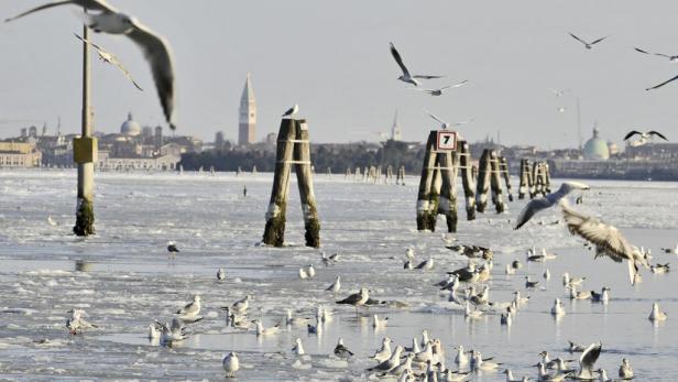 Eine große Möwengruppe auf dem gefrorenen Wasser vor Venedig.