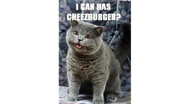 Eine graue Katze mit offenem Maul scheint zu fragen, ob sie einen Cheeseburger haben kann.