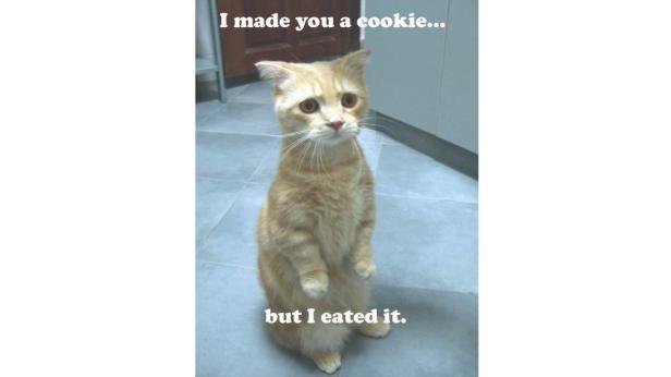 Eine orangefarbene Katze steht aufrecht und schaut traurig.