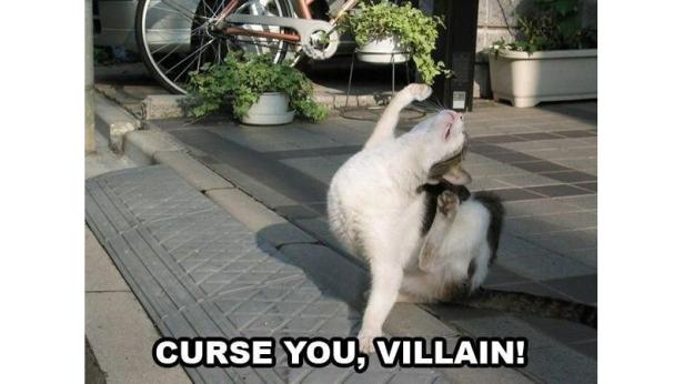 Eine Katze kratzt sich auf einer gepflasterten Fläche.