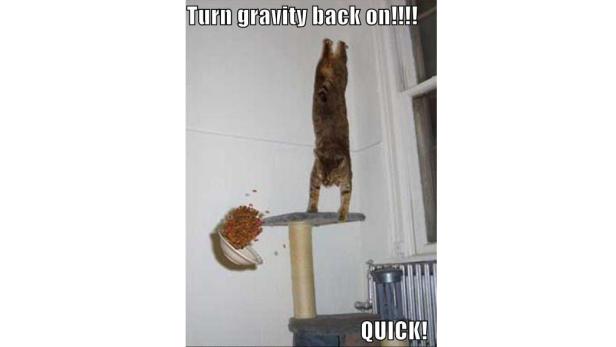 Eine Katze steht auf einem Katzenbaum, während eine Schüssel mit Futter herunterfällt.