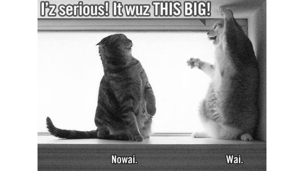 Zwei Katzen sitzen an einem Fenster, wobei eine Katze mit den Pfoten die Größe einer Sache demonstriert.