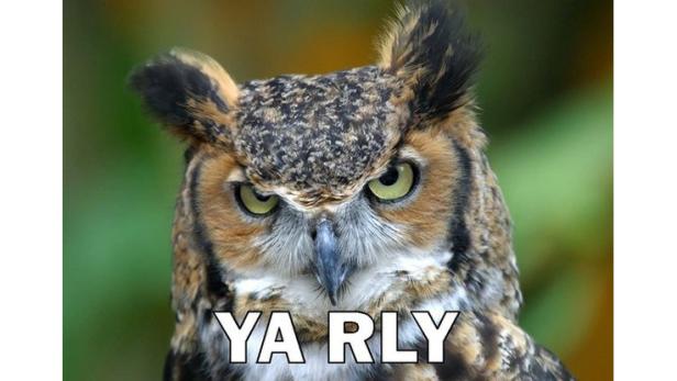 Ein europäischer Uhu blickt mit zusammengezogenen Brauen in die Kamera.