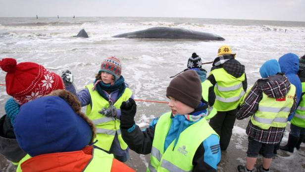 Eine Gruppe Kinder in Warnwesten steht am Strand vor einem gestrandeten Wal.