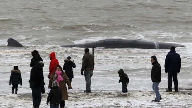 Eine Gruppe von Menschen steht am Strand vor einem gestrandeten Wal.