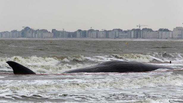Ein gestrandeter Wal liegt im seichten Wasser vor einer Stadt.