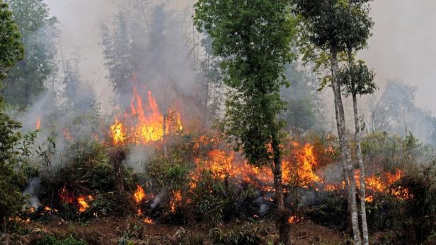 Ein Waldbrand mit Flammen und Rauch breitet sich aus.