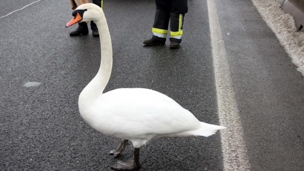 Ein Schwan steht auf einer asphaltierten Straße.