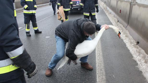 Ein Mann hält einen Schwan auf einer Straße fest, während Feuerwehrleute im Hintergrund stehen.