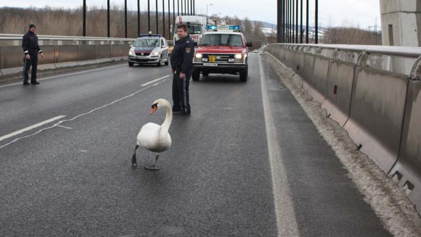 Ein Schwan spaziert auf einer von Polizisten und Einsatzfahrzeugen blockierten Straße.