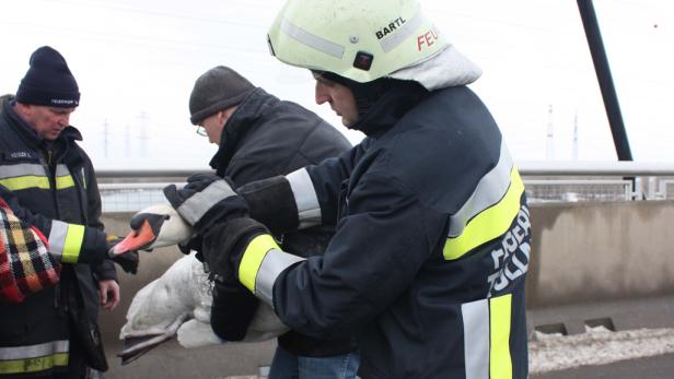 Feuerwehrleute retten einen Schwan.