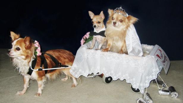 Drei Chihuahuas in Hochzeitskleidung in einem dekorierten Wagen.