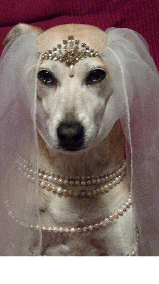 Ein Hund, verkleidet als Braut mit Schleier und Perlenkette.