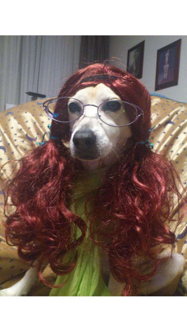 Ein Hund mit roter Perücke und Brille sitzt auf einem Sofa.