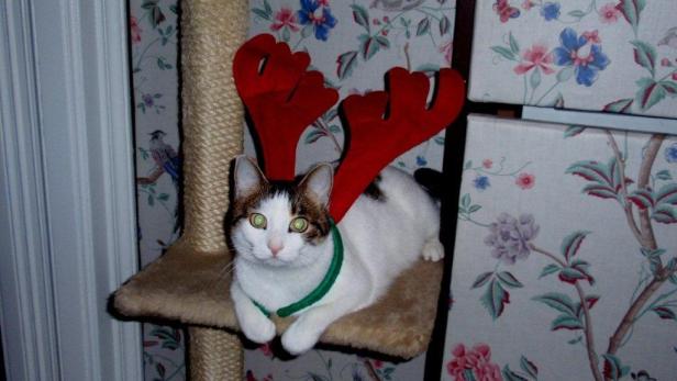 Eine Katze mit Geweih sitzt auf einem Katzenbaum.