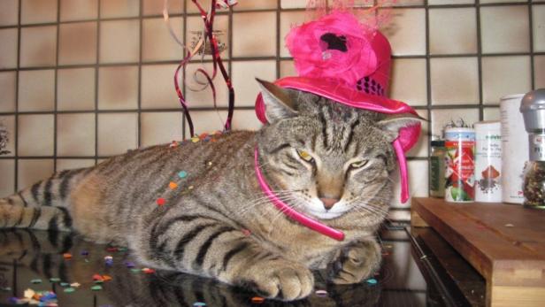 Eine Katze mit einem pinkfarbenen Hut und Konfetti liegt auf einer glänzenden Oberfläche.
