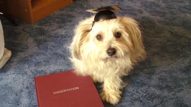 Ein Hund mit Doktorhut liegt neben einer roten Dissertation.
