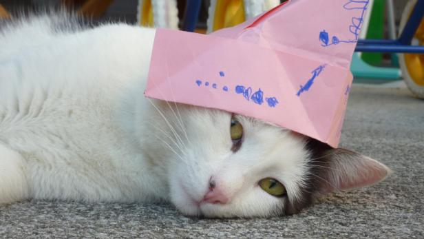 Eine Katze liegt mit einem rosa Papierhut auf dem Kopf da.
