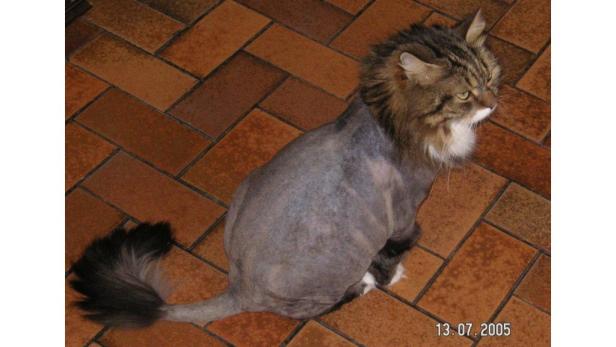 Eine geschorene Katze mit einem Löwenmähne-Haarschnitt sitzt auf einem Fliesenboden.