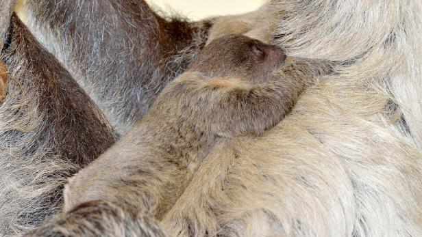 Ein Faultierbaby kuschelt sich an seine Mutter.