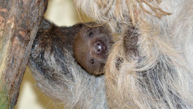 Ein Baby-Faultier kuschelt sich an seine Mutter.