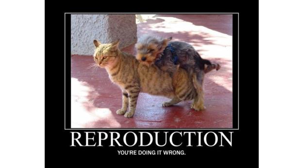 Ein kleiner Hund reitet auf dem Rücken einer Katze.