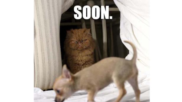 Eine Katze lauert hinter einem Vorhang, während ein Chihuahua vorbeiläuft.