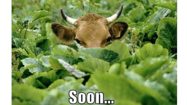 Eine Kuh versteckt sich in einem Feld voller grüner Pflanzen.