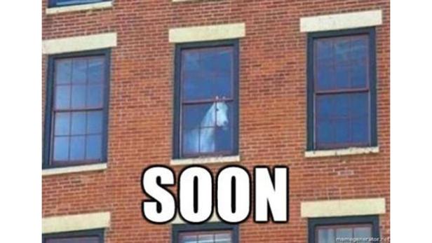 Ein weißes Pferd schaut aus dem Fenster eines Backsteingebäudes.