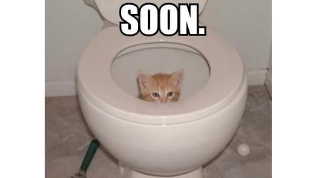 Ein kleines Kätzchen sitzt in einer Toilettenschüssel.