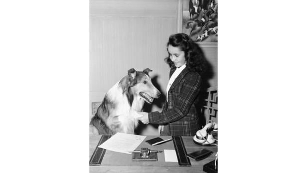 Elizabeth Taylor gibt einem Collie die Hand, während beide an einem Schreibtisch sitzen.
