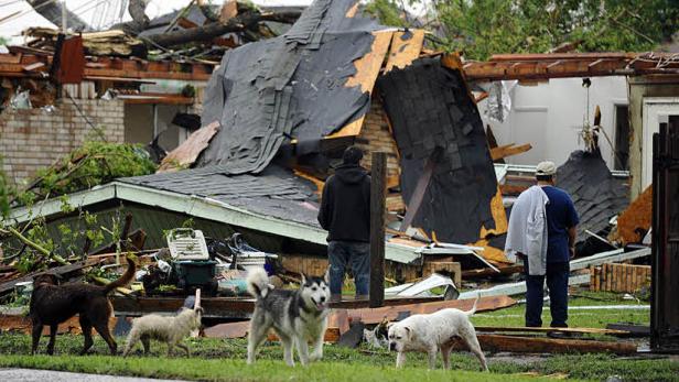 Mehrere Hunde stehen vor einem durch ein Unwetter beschädigten Haus.