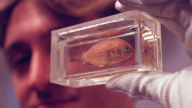 Eine Person hält ein Glasgefäß mit einem konservierten Fisch darin.