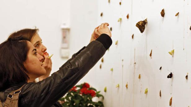 Zwei Frauen betrachten eine Kunstinstallation mit Schmetterlingen an einer weißen Wand.