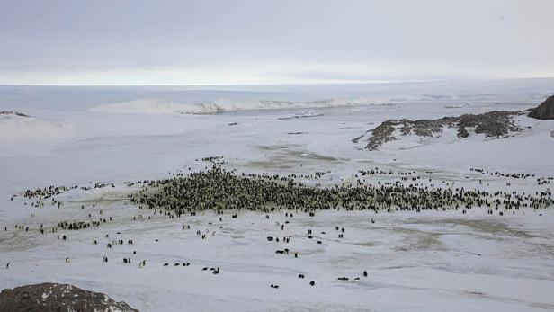 Eine große Gruppe Kaiserpinguine versammelt sich in der eisigen Landschaft der Antarktis.