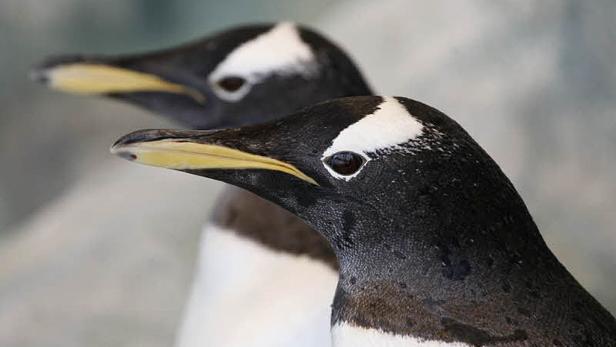 Zwei Eselspinguine stehen nebeneinander.