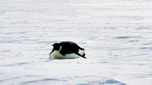 Ein Kaiserpinguin liegt auf einer schneebedeckten Fläche.