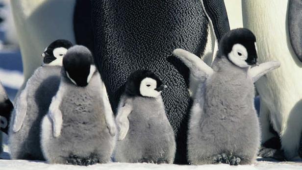 Eine Gruppe Kaiserpinguin-Küken steht im Schnee.