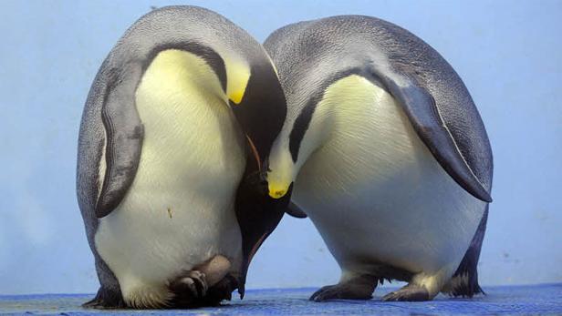 Zwei Kaiserpinguine stehen eng nebeneinander.