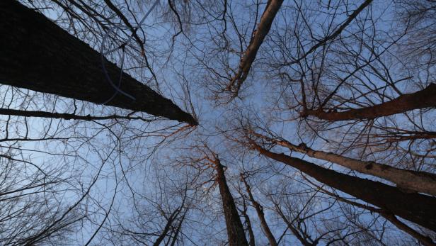 Blick von unten auf Baumkronen und den blauen Himmel.