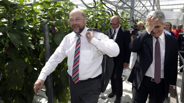 Martin Schulz und ein weiterer Mann in einem Gewächshaus mit Auberginenpflanzen.