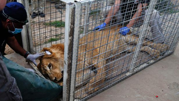 Lula und Simba: Die letzten Tiere des Zoos von Mosul