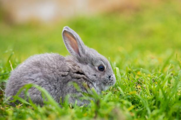 Hase versus Kaninchen: Wer ist wer?