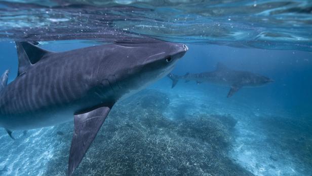 Südafrika: Salzburger von Tigerhai getötet