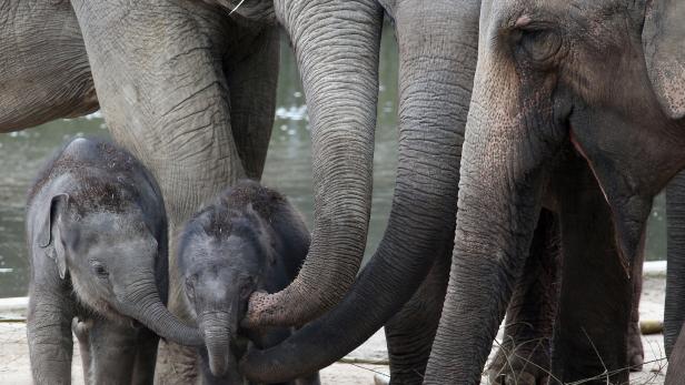 Auch Elefanten haben ein Körperbewusstsein